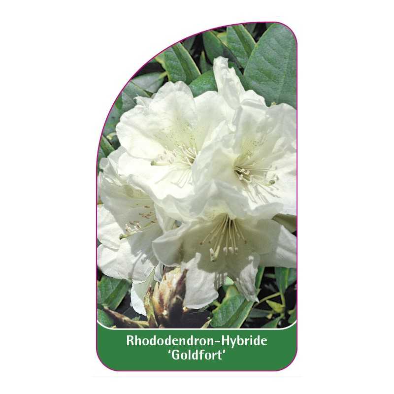 rhododendron-goldfort-1