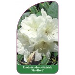 rhododendron-goldfort-1