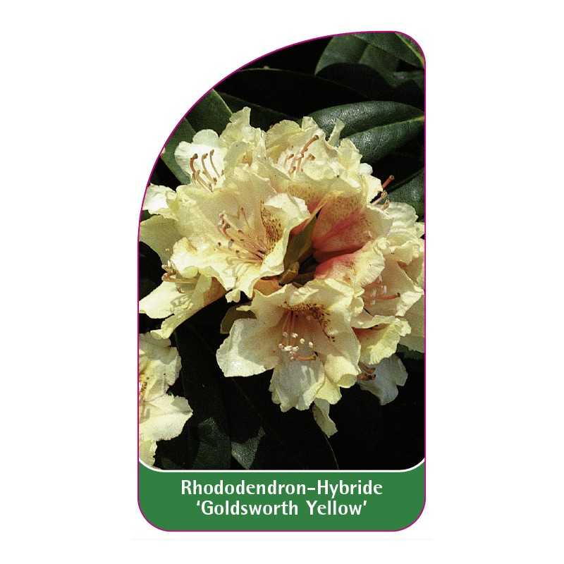 rhododendron-goldsworth-yellow-1