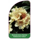 rhododendron-goldsworth-yellow-1