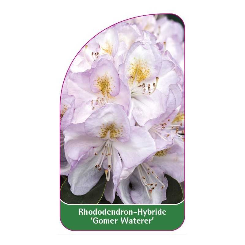 rhododendron-gomer-waterer-1