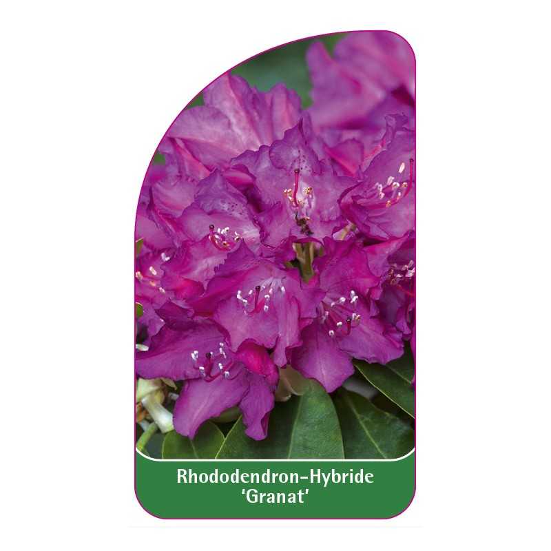 rhododendron-granat-1