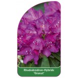 rhododendron-granat-1