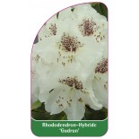 rhododendron-gudrun-1