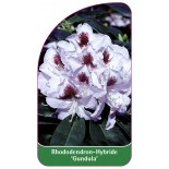 rhododendron-gundula-1