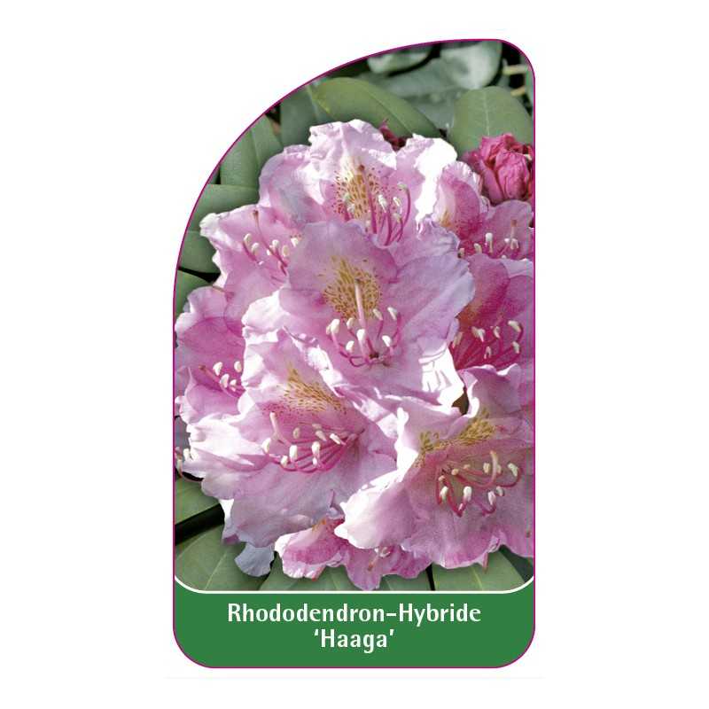 rhododendron-haaga-1