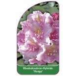rhododendron-haaga-1