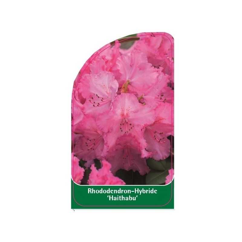 rhododendron-haithabu-1