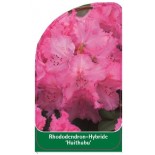 rhododendron-haithabu-1