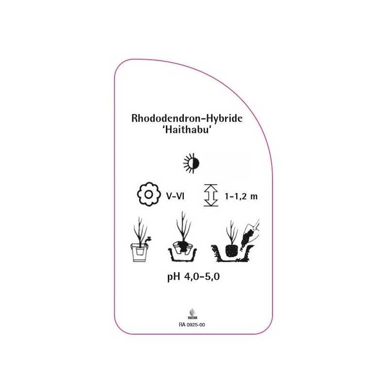 rhododendron-haithabu-0