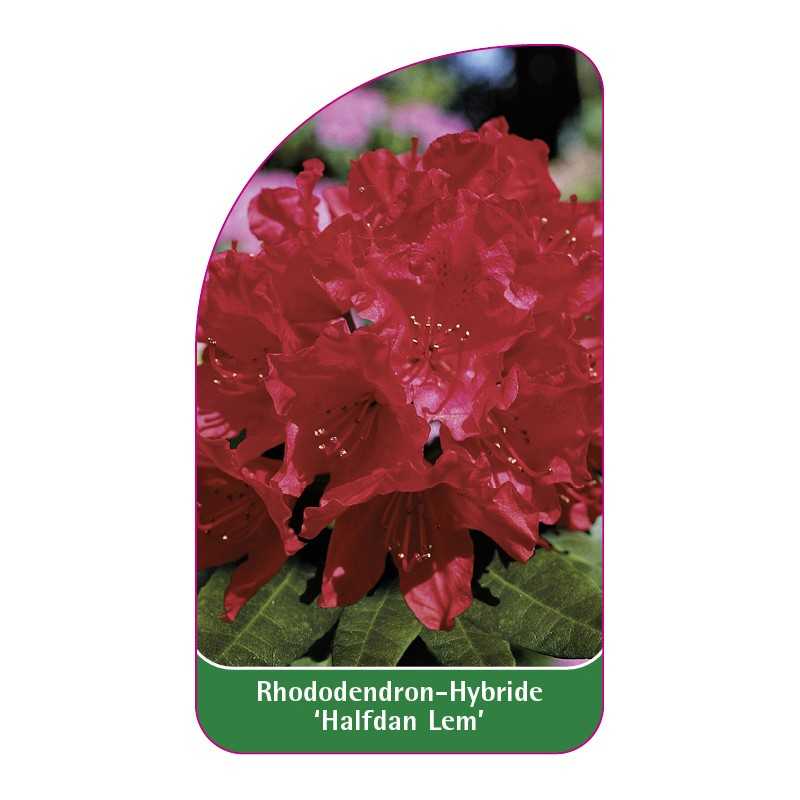 rhododendron-halfdan-lem-1