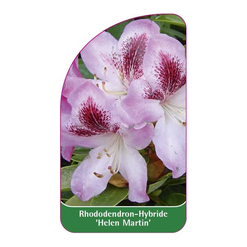 rhododendron-helen-martin-1