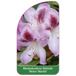 rhododendron-helen-martin-1