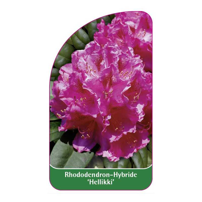 rhododendron-hellikki-1