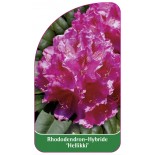 rhododendron-hellikki-1