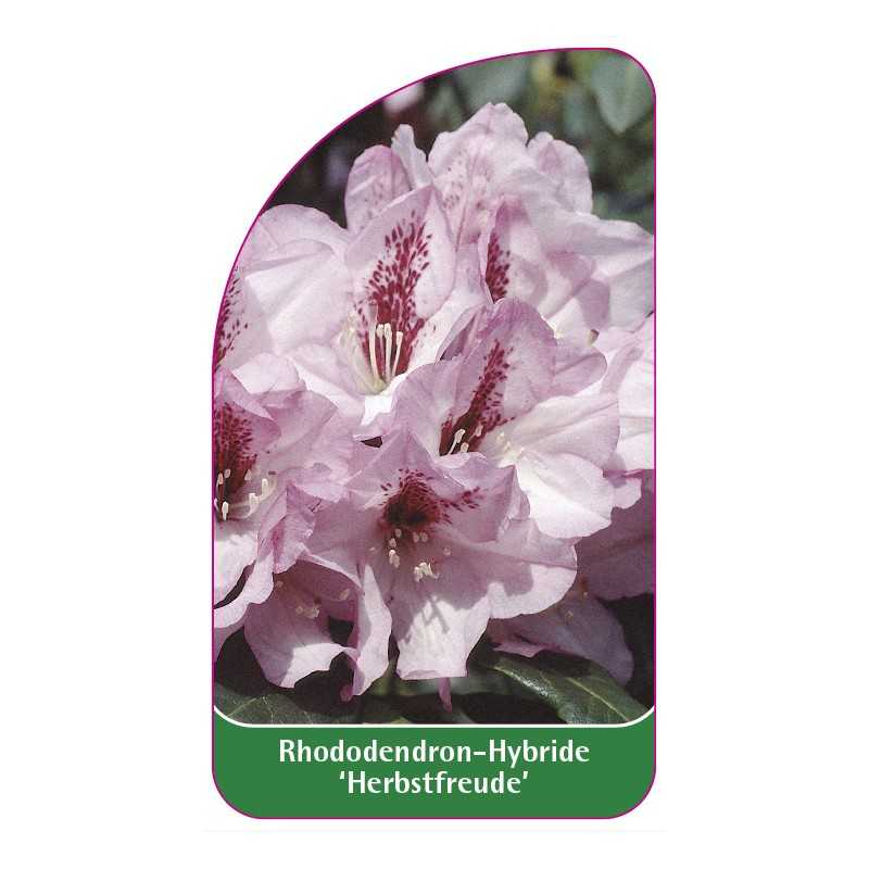 rhododendron-herbstfreude-1
