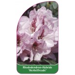 rhododendron-herbstfreude-1
