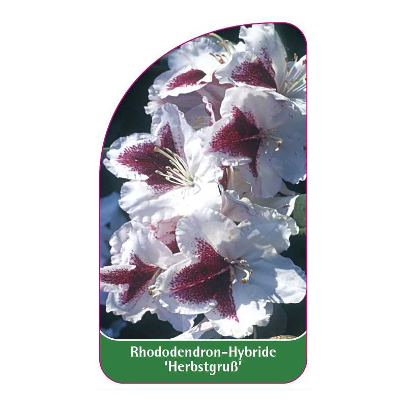 rhododendron-herbstgruss-1