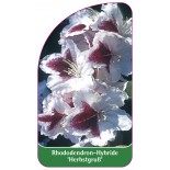 rhododendron-herbstgruss-1