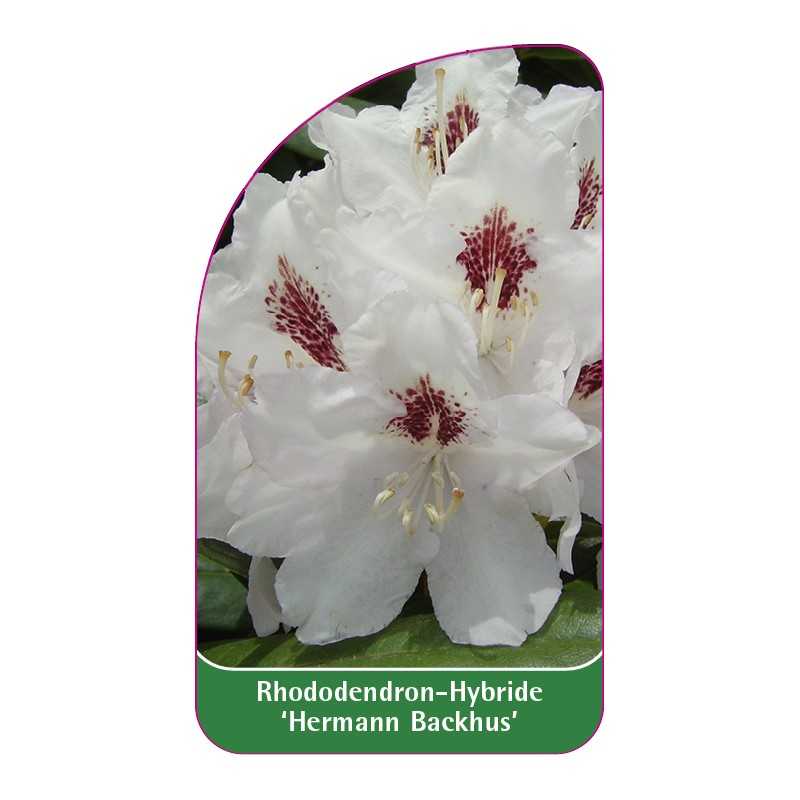 rhododendron-hermann-backhus-1