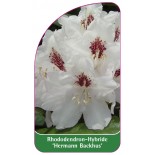 rhododendron-hermann-backhus-1