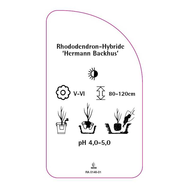 rhododendron-hermann-backhus-0