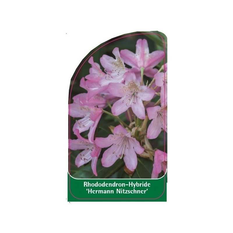 rhododendron-hermann-nitzschner-1