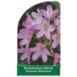 rhododendron-hermann-nitzschner-1