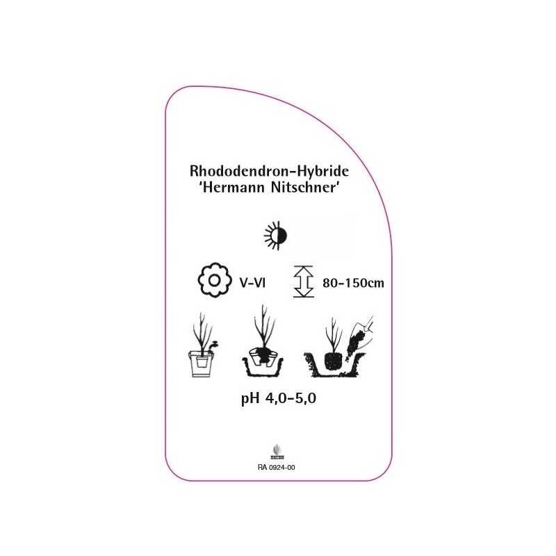 rhododendron-hermann-nitzschner-0