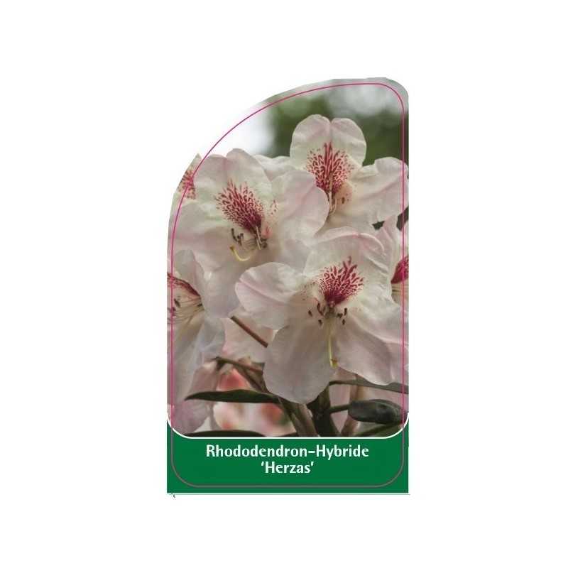 rhododendron-herzas-1