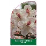 rhododendron-herzas-1