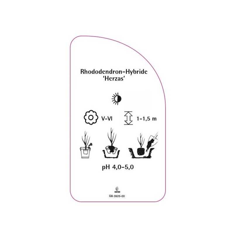 rhododendron-herzas-0