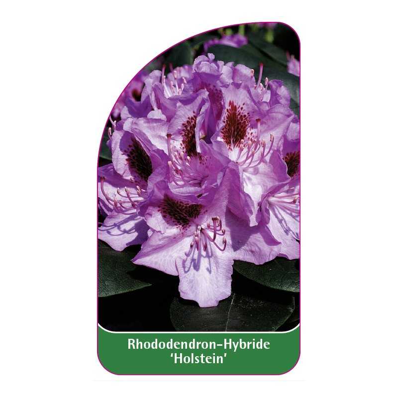 rhododendron-holstein-1