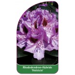 rhododendron-holstein-1