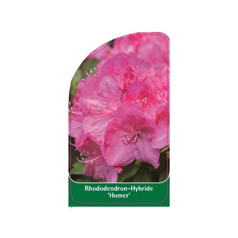 rhododendron-homer-1
