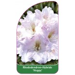 rhododendron-hoppy-1