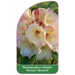 rhododendron-horizon-monarch-1