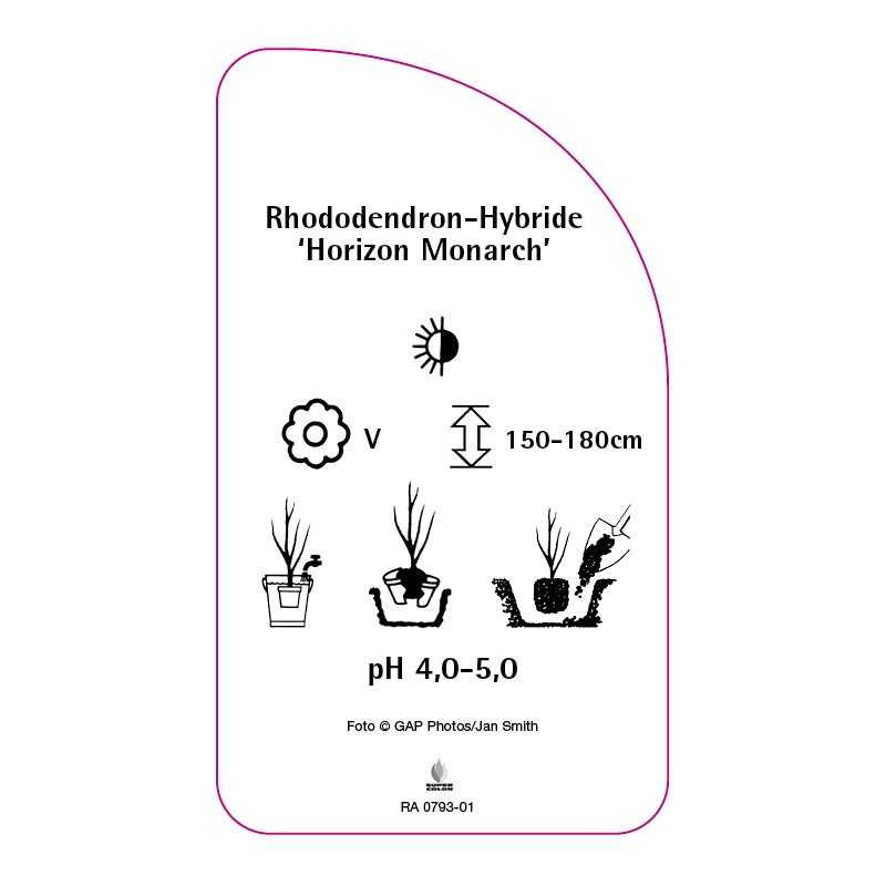 rhododendron-horizon-monarch-0