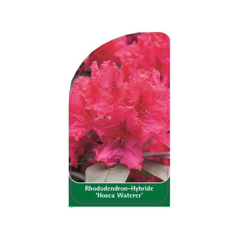 rhododendron-hosea-waterer-1