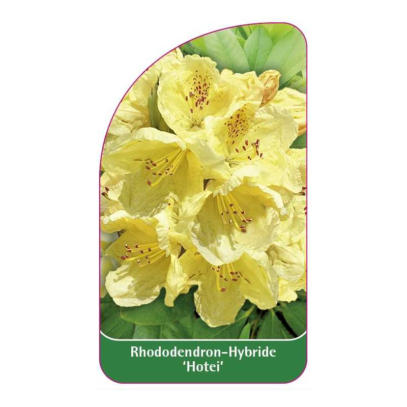 rhododendron-hotei-1