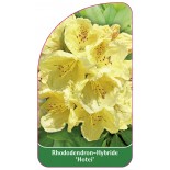 rhododendron-hotei-1