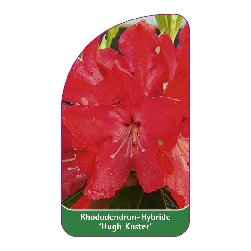 rhododendron-hugh-koster-1