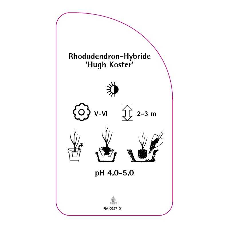 rhododendron-hugh-koster-0
