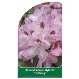 rhododendron-hutberg-1