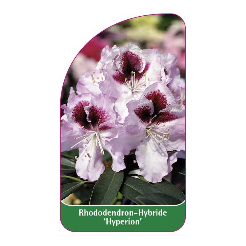 rhododendron-hyperion-1