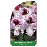 rhododendron-hyperion-1