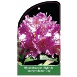 rhododendron-independence-day-1