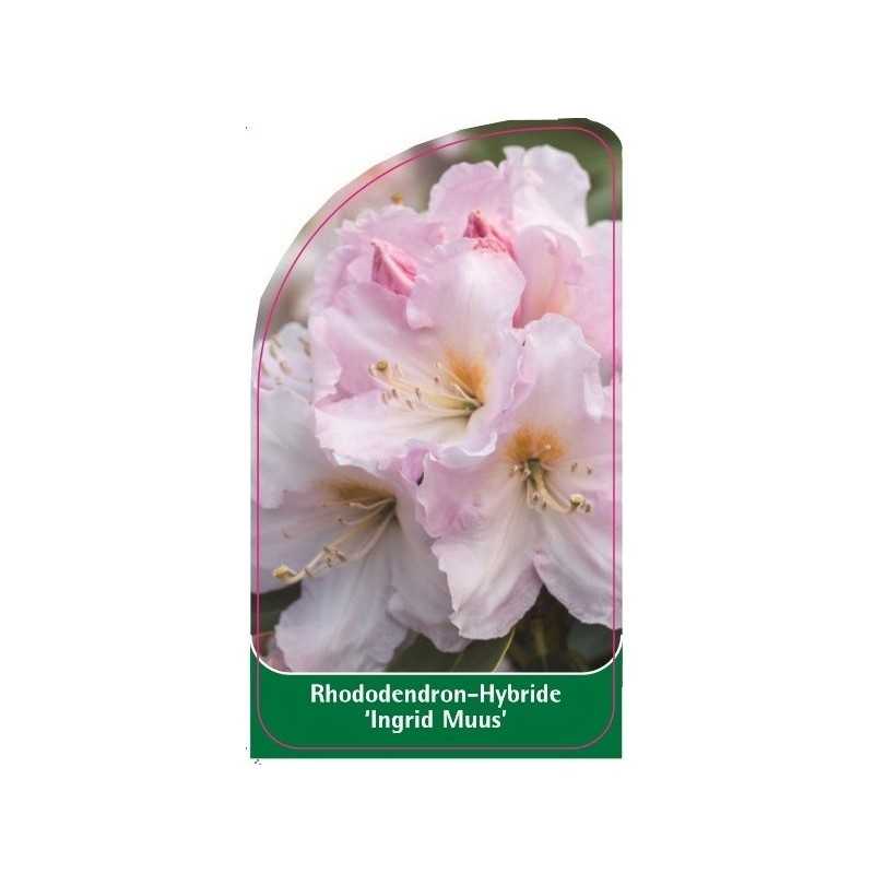 rhododendron-ingrid-muus-1