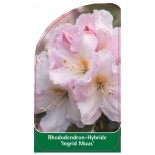 rhododendron-ingrid-muus-1