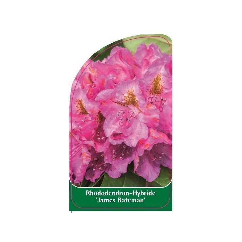 rhododendron-james-bateman-1